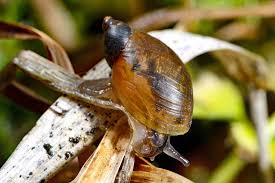 Attēlu rezultāti vaicājumam “Succinea”