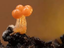 Attēlu rezultāti vaicājumam “Cribraria aurantiaca spores”