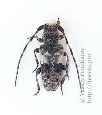 Attēlu rezultāti vaicājumam “Pogonocherus hispidulus”