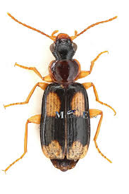 Attēlu rezultāti vaicājumam “Dromius quadrimaculatus”