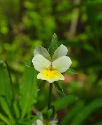 Attēlu rezultāti vaicājumam “Viola arvensis flower”