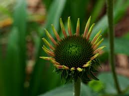 Attēlu rezultāti vaicājumam “Echinacea purpurea bud”