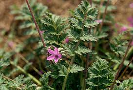 Attēlu rezultāti vaicājumam “Erodium cicutarium leaf”