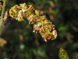 Attēlu rezultāti vaicājumam “Betula nana flower”