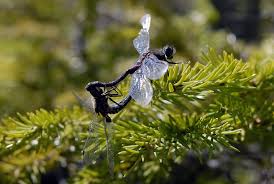 Attēlu rezultāti vaicājumam “Leucorrhinia rubicunda male”