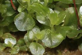 Attēlu rezultāti vaicājumam “Rhizomnium punctatum”