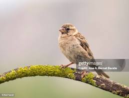 Attēlu rezultāti vaicājumam “Passer domesticus juvenile”