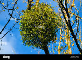 Attēlu rezultāti vaicājumam “Viscum album fruit”