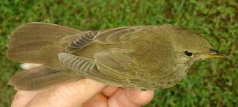 Image result for Locustella fluviatilis