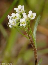 Attēlu rezultāti vaicājumam “Capsella bursa-pastoris”