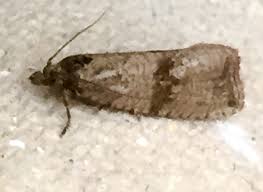 Attēlu rezultāti vaicājumam “Celypha striana”