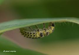 Attēlu rezultāti vaicājumam “Psyllobora vigintiduopunctata larva”