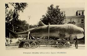 Image result for Rhincodon typus