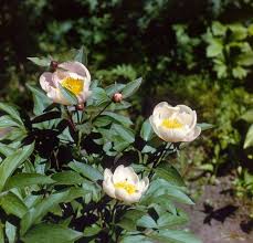 Attēlu rezultāti vaicājumam “Paeonia lactiflora”