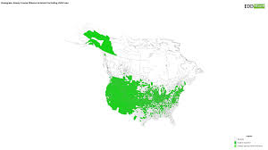 Attēlu rezultāti vaicājumam “Anisantha tectorum fruit”