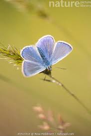 Attēlu rezultāti vaicājumam “Polyommatus icarus male”