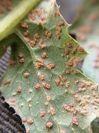 Attēlu rezultāti vaicājumam “Coleosporium sp.”