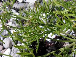 Attēlu rezultāti vaicājumam “Cakile maritima subsp. baltica flower”