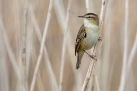 Attēlu rezultāti vaicājumam “Acrocephalus schoenobaenus”