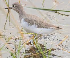Attēlu rezultāti vaicājumam “Actitis hypoleucos adult”