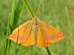 Attēlu rezultāti vaicājumam “Lythria cruentaria”