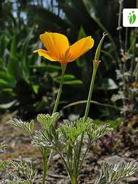 Attēlu rezultāti vaicājumam “Eschscholzia californica flower”