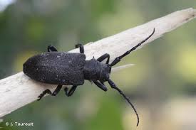 Attēlu rezultāti vaicājumam “Lamia textor”