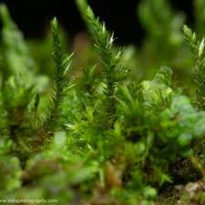 Attēlu rezultāti vaicājumam “Harpanthus scutatus”