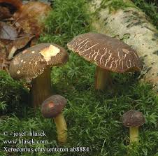 Attēlu rezultāti vaicājumam “Xerocomus chrysenteron”