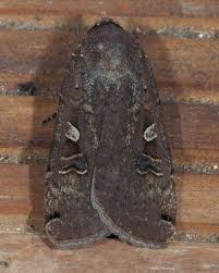 Attēlu rezultāti vaicājumam “Noctua pronuba”