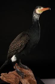 Attēlu rezultāti vaicājumam “Phalacrocorax carbo adult”