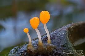 Attēlu rezultāti vaicājumam “Mitrula paludosa”