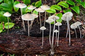 Attēlu rezultāti vaicājumam “Mycena filopes”