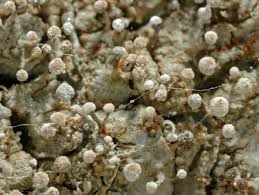 Attēlu rezultāti vaicājumam “Sclerophora pallida”