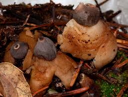 Attēlu rezultāti vaicājumam “Geastrum quadrifidum”