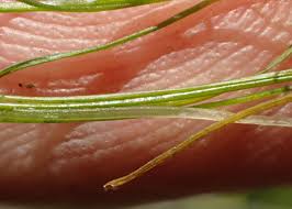 Attēlu rezultāti vaicājumam “Stuckenia pectinata”