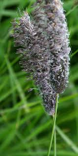 Attēlu rezultāti vaicājumam “Alopecurus pratensis flower”