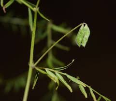 Attēlu rezultāti vaicājumam “Vicia hirsuta fruit”