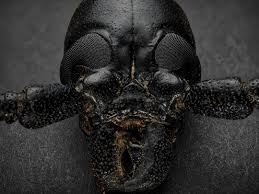 Attēlu rezultāti vaicājumam “Insecta”