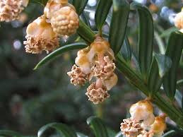 Attēlu rezultāti vaicājumam “Taxus baccata female flower”