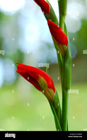 Attēlu rezultāti vaicājumam “Gladiolus imbricatus bud”