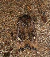 Attēlu rezultāti vaicājumam “Celaena leucostigma”