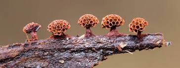 Attēlu rezultāti vaicājumam “Metatrichia sp.”