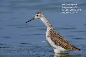 Attēlu rezultāti vaicājumam “Tringa stagnatilis”