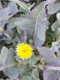 Attēlu rezultāti vaicājumam “Sonchus asper flower”