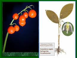 Attēlu rezultāti vaicājumam “Convallaria majalis fruit”