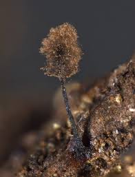 Attēlu rezultāti vaicājumam “Collaria rubens spores”