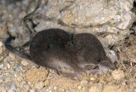 Attēlu rezultāti vaicājumam “Sorex araneus”