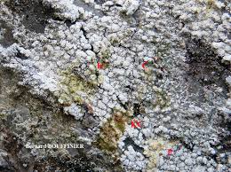 Attēlu rezultāti vaicājumam “Pertusaria amara”