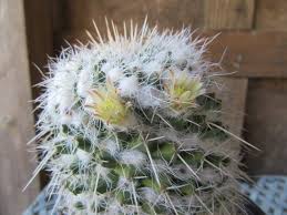 Attēlu rezultāti vaicājumam “Cribraria martinii stalked”